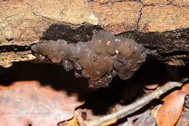 Attēlu rezultāti vaicājumam “Myxarium nucleatum”