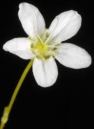Attēlu rezultāti vaicājumam “Moehringia lateriflora flower”