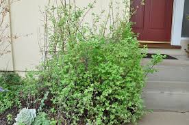 Attēlu rezultāti vaicājumam “Symphoricarpos albus”