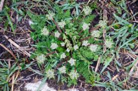 Attēlu rezultāti vaicājumam “Erysimum hieracifolium fruit”