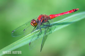 Attēlu rezultāti vaicājumam “Sympetrum”