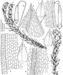 Attēlu rezultāti vaicājumam “Bryum weigelii”