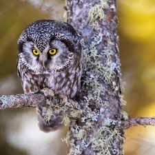 Image result for Aegolius funereus