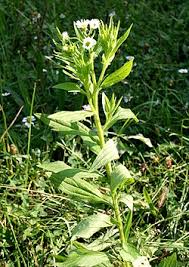 Attēlu rezultāti vaicājumam “Erigeron annuus leaf”
