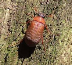 Attēlu rezultāti vaicājumam “Serica brunnea”