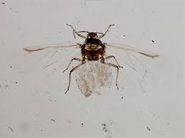 Attēlu rezultāti vaicājumam “Thecabius affinis”