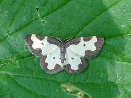 Attēlu rezultāti vaicājumam “Lomaspilis marginata”