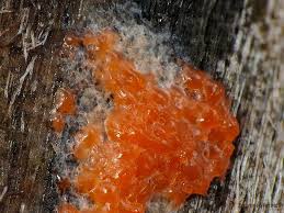 Attēlu rezultāti vaicājumam “Tubifera montana macro”