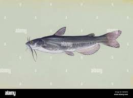 Image result for Ameiurus catus