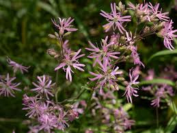Attēlu rezultāti vaicājumam “Lychnis flos-cuculi”