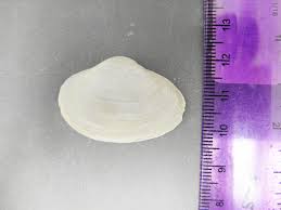 Attēlu rezultāti vaicājumam “Comatricha fragilis macro”