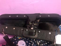 Image result for Cat sleeping in guitar