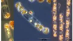 Attēlu rezultāti vaicājumam “Dianema nivale spores”