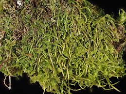 Attēlu rezultāti vaicājumam “Pterigynandrum filiforme”