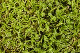 Attēlu rezultāti vaicājumam “Tortella tortuosa”