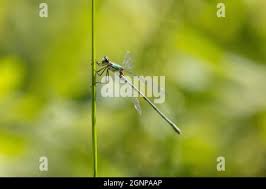 Attēlu rezultāti vaicājumam “Lestes virens female”