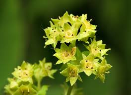 Attēlu rezultāti vaicājumam “Alchemilla vulgaris aggr.”