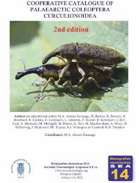 Image result for Coleoptera Curculionoidea
