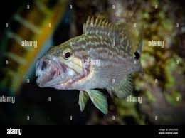 Image result for Epinephelus marginatus