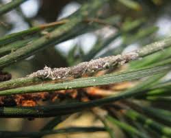 Attēlu rezultāti vaicājumam “Schizolachnus pineti”