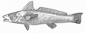Image result for Menticirrhus saxatilis