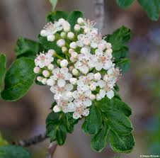 Attēlu rezultāti vaicājumam “x Sorbaronia fallax”