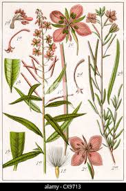 Attēlu rezultāti vaicājumam “Epilobium palustre fruit”
