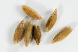 Attēlu rezultāti vaicājumam “Secale cereale”