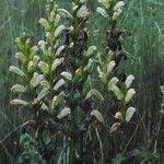 Attēlu rezultāti vaicājumam “Pedicularis sceptrum-carolinum leaf”