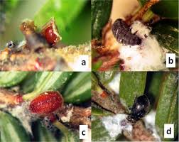 Attēlu rezultāti vaicājumam “Adelges laricis nymph”