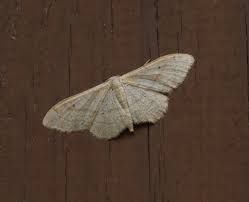 Attēlu rezultāti vaicājumam “Idaea aversata”