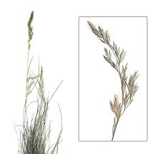 Attēlu rezultāti vaicājumam “Festuca rubra subsp. rubra leaf”