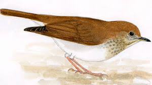 Image result for Catharus fuscescens