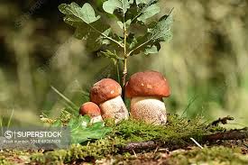 Attēlu rezultāti vaicājumam “Leccinum aurantiacum”