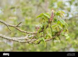 Attēlu rezultāti vaicājumam “Juglans ailanthifolia”