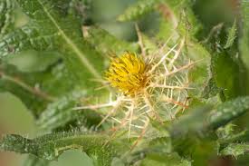 Image result for Cnicus benedictus