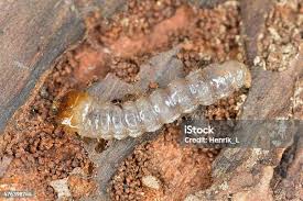 Attēlu rezultāti vaicājumam “Cucujus cinnaberinus larva”