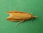 Attēlu rezultāti vaicājumam “Donacaula mucronella”