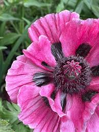 Attēlu rezultāti vaicājumam “Pimpinella major flower”
