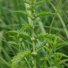 Attēlu rezultāti vaicājumam “Lycopus europaeus leaf”