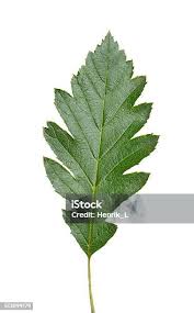 Attēlu rezultāti vaicājumam “Sorbus intermedia leaf”