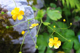 Attēlu rezultāti vaicājumam “Ranunculus lanuginosus bud”