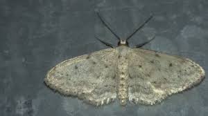 Attēlu rezultāti vaicājumam “Idaea seriata”