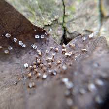 Attēlu rezultāti vaicājumam “Craterium minutum cf. var. brunneum macro”