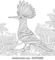 Attēlu rezultāti vaicājumam “Upupa epops adult”