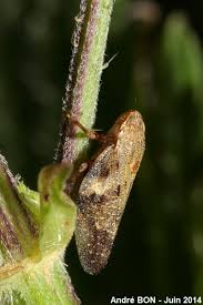 Attēlu rezultāti vaicājumam “Aphrophora alni”