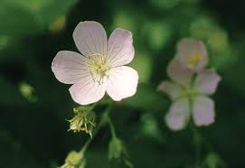 Attēlu rezultāti vaicājumam “Parnassiaceae”