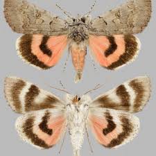 Attēlu rezultāti vaicājumam “Catocala fulminea”