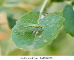 Attēlu rezultāti vaicājumam “Chrysopa”