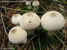 Attēlu rezultāti vaicājumam “Lycoperdon perlatum”